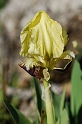 1063 Iris pseudopumila